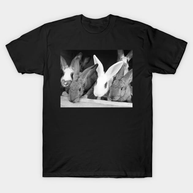 Rabbits T-Shirt by Kate-P-